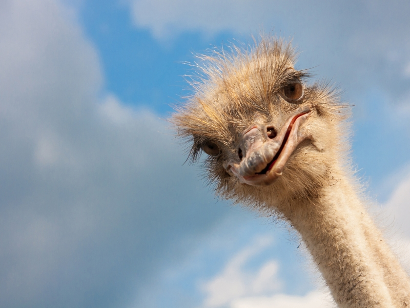 Struts Bild Strutsfarm